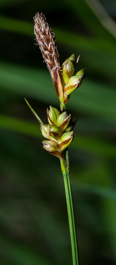 Carex in ambiente arido